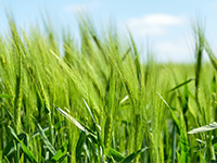 昌邑7800平方米工矿仓储用地 — 工业用地转让